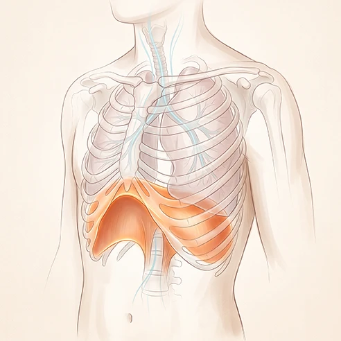 Illustration du diaphragme sous les côtes, muscle de la respiration